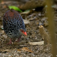 Galloperdix bicalcarata Forster, 1781